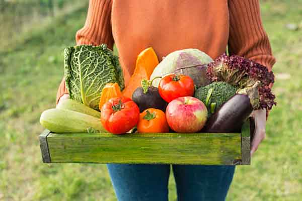 Someone holds a box of garden vegetables